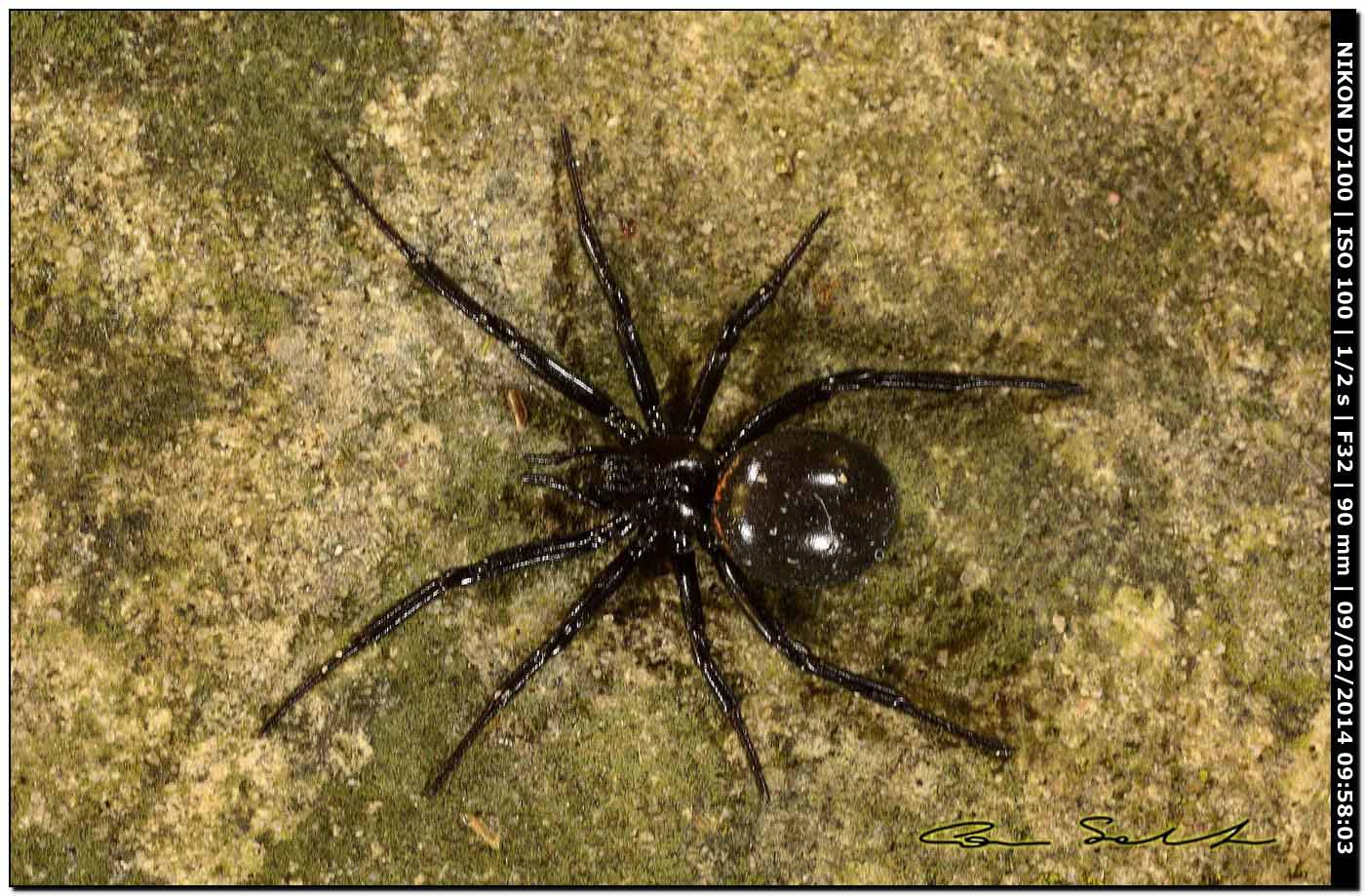 Steatoda paykulliana - Alghero (SS)
